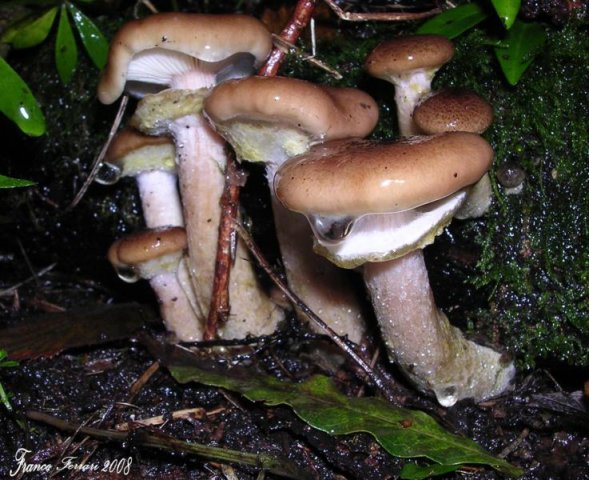 armillaria mellea chiodino